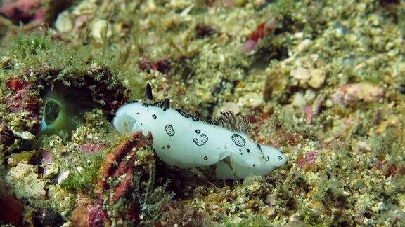 在海底爬行的裸鳃海蛞蝓