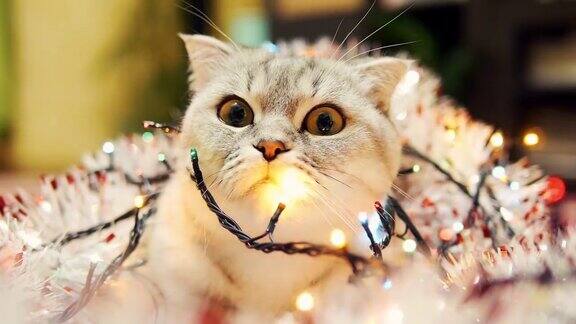 戴着圣诞花环的苏格兰折耳猫有趣的猫的脸近距离