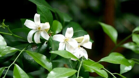 橙色的茉莉花