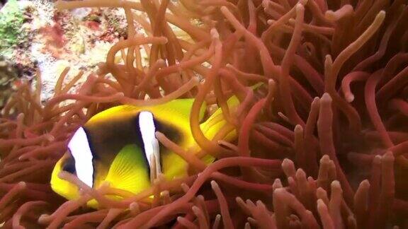 橙色小丑鱼在礁石上的海葵中游泳