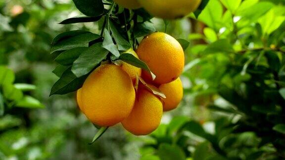 树枝上的成熟橙子