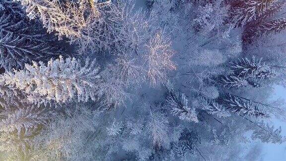 雪地森林的冬季鸟瞰图