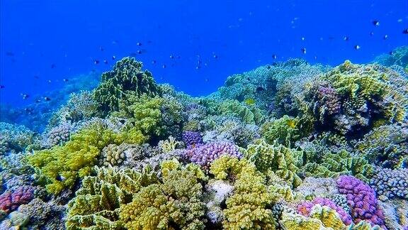 美丽的珊瑚礁与小美人鱼红海埃及