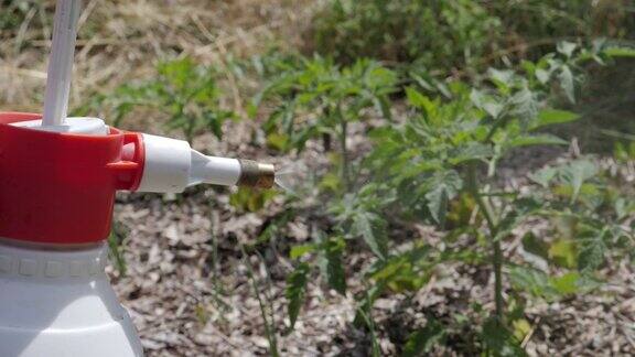 喷在植物上番茄植物喷雾器的慢动作用喷雾器在花园里工作喷雾闭合