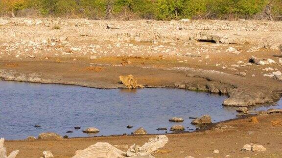 在非洲纳米比亚的埃托沙国家公园里一只母狮子正在饮水