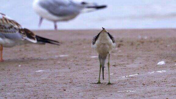 普通绿脚鸟(Tringanebularia)快速地走过沙洲