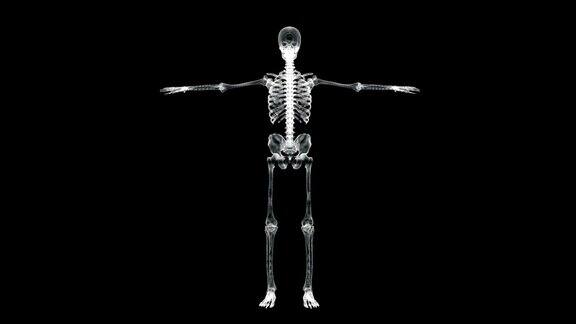 全息屏幕3d人体骨骼旋转在维特鲁威位置-环