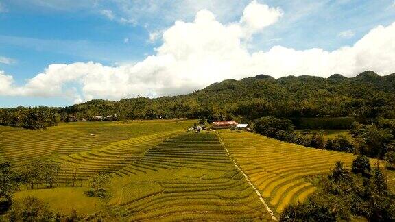 稻田鸟瞰图菲律宾、保和
