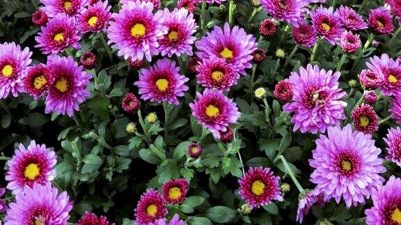 花淡紫色菊花