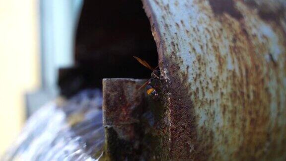 管道旁的黄蜂