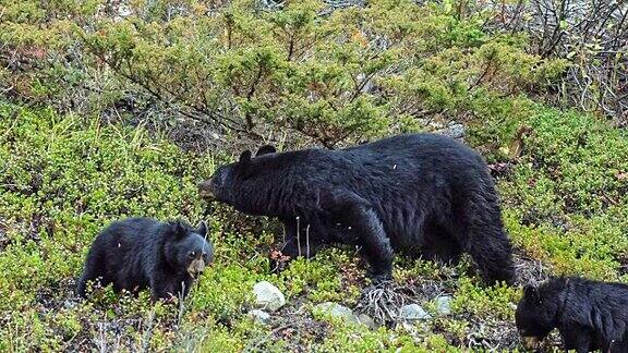 在贾斯珀国家公园的美国黑熊幼崽
