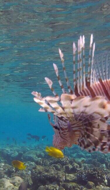 垂直视频:狮子鱼在珊瑚礁附近的蓝色水面下游泳的特写珊瑚礁上的水下生物红色狮子鱼(Pteroisvolitans)