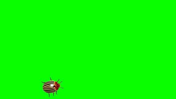 科罗拉多甲虫在绿色屏幕CG动画无缝循环
