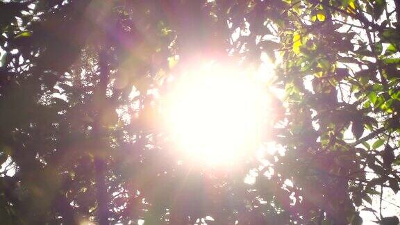 阳光透过树枝慢镜头