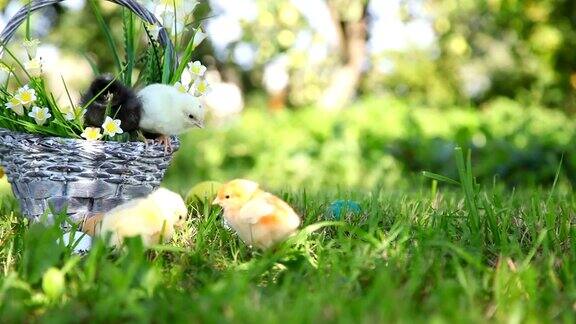 小鸡在草地上走