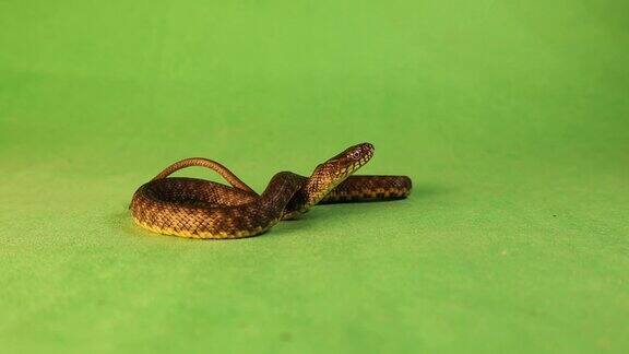 一条蛇在绿色的背景上伸出舌头水蛇是欧亚大陆的一种无毒蛇类属于蛇科也被称为骰子蛇爬行动物孤立野生动物动物