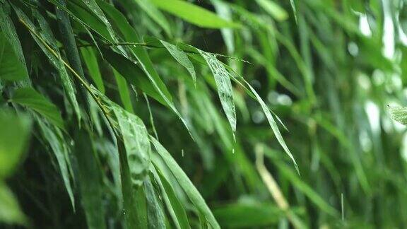在热带雨季雨水从绿色的竹叶上滴下来