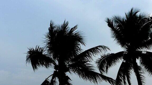 椰子树在风中飘扬