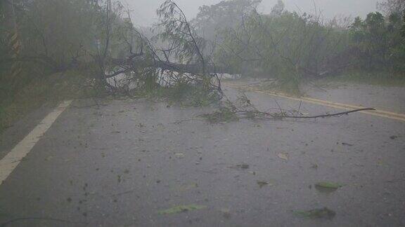 1号台风中倒下的树木挡住了道路雨水缓慢移动