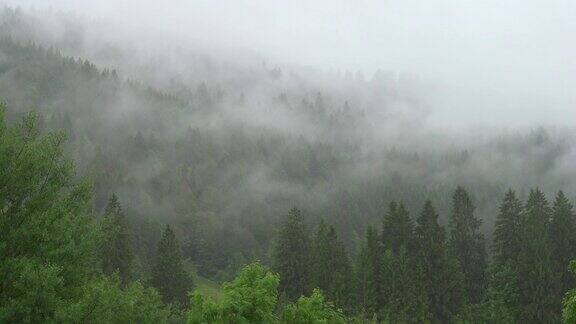 4k:山上的树雾