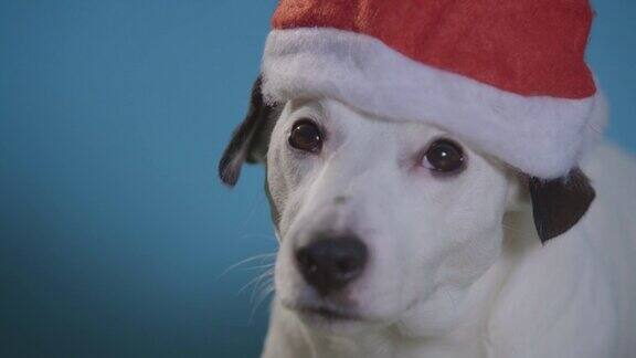 杰克罗素梗狗与圣诞老人帽子在绿松石背景