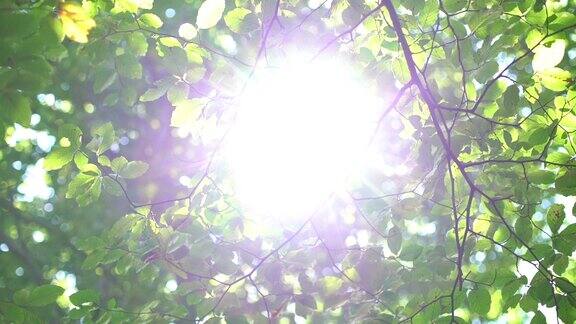 森林树木和绿叶在阳光下发光的视频