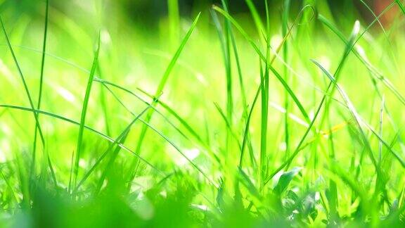 特写绿色的草与阳光在早晨