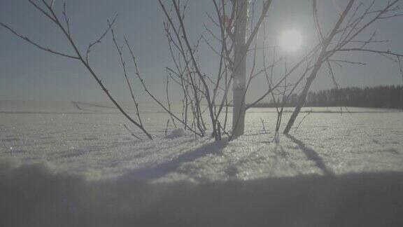 冰冻的树在冬天的田野和蓝色的天空冬天的树雪地里孤零零的一棵冰冻的树