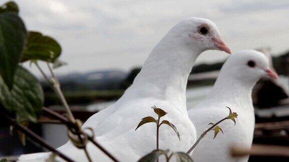 白鸽-美丽的鸟