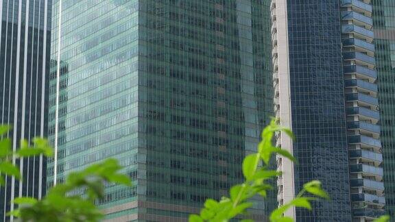 近距离观察大城市里绿叶后面的现代玻璃摩天大楼