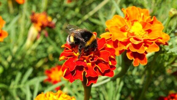 大黄蜂在金盏花上夏天宏观射击