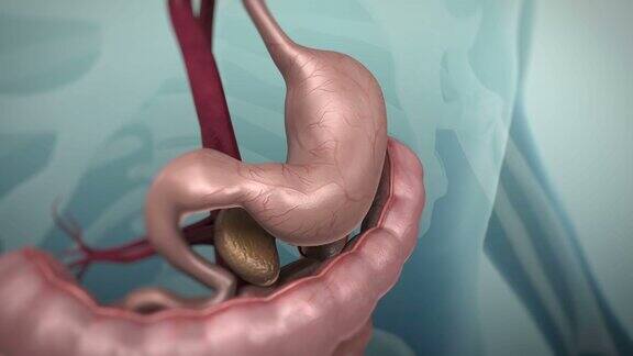 人体胃肠道或胃肠道的三维动画