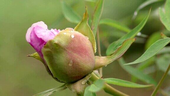 桃红牡丹雨后花蕾