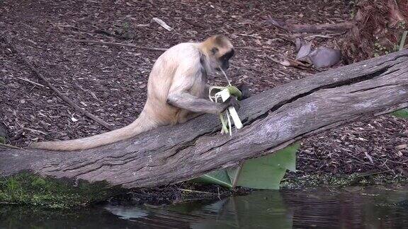 蜘蛛猴吃香蕉树叶