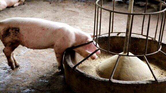 猪在农场吃饲料