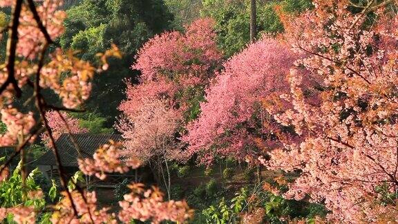 樱花盛开的泰国清迈
