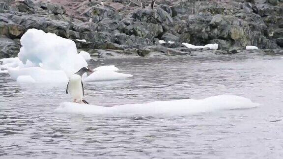 巴布亚企鹅也有冰