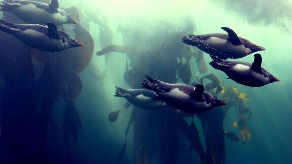 企鹅在水族馆的鱼缸里游泳