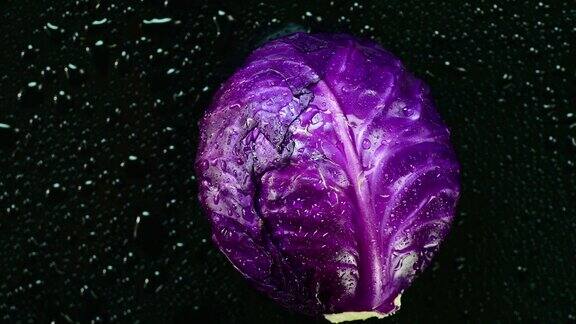 新鲜的紫色的卷心菜前视图关闭了