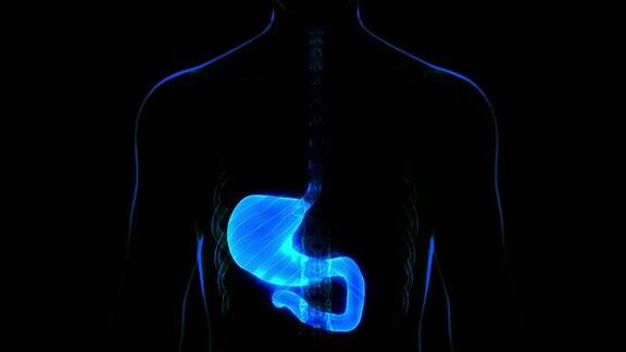 人体消化系统胃解剖动画概念