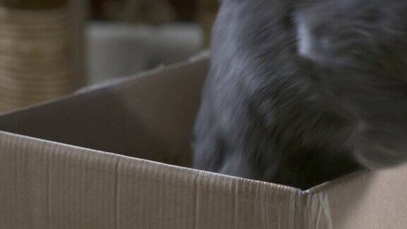 猫从盒子里慢动作跳了出来
