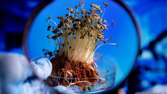 科学家在实验室的放大镜下观察微绿色植物