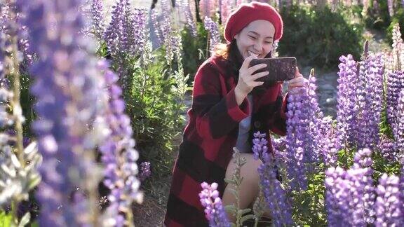 新西兰一名年轻女子用智能手机拍摄羽扇豆花