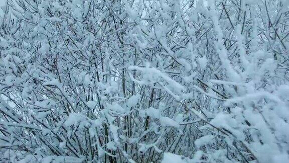 森林里下雪了