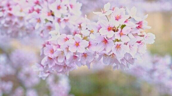 樱花的宏观焦点放在樱花枝上花朵在粉红色中盛开春天在日本的季节近距离的樱花在软上聚焦模糊的粉红色背景