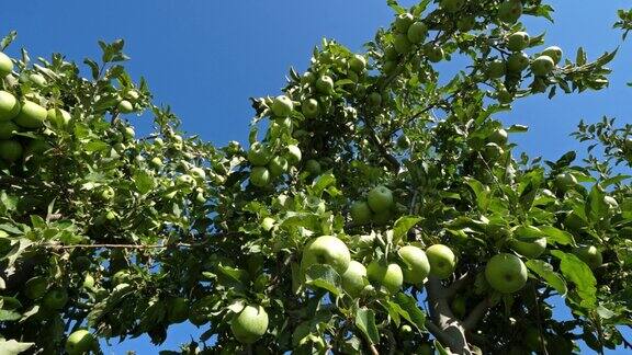 史密斯奶奶也被称为青苹果或酸苹果果园里的苹果树欧西坦法国