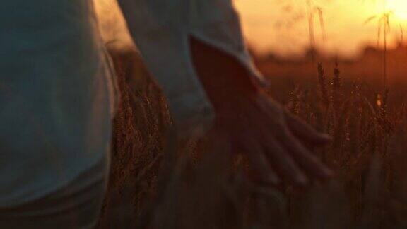 黄昏时一名女子走过田野触摸麦穗