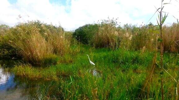 佛罗里达大沼泽地公园的大白鹭
