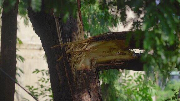 一场热带风暴过后一棵被连根拔起的树在居民区气候变化