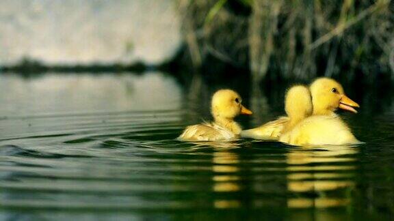 小鸭子在小溪里游泳